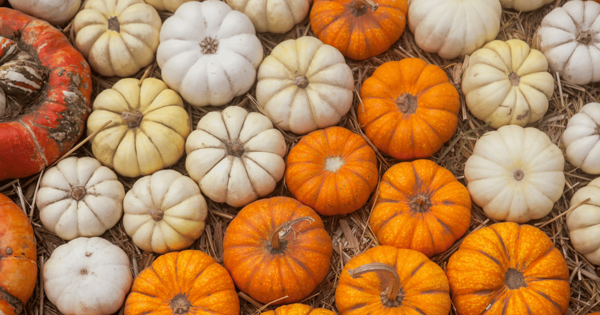 An assortment of mini pumpkins as a background for a Thanksgiving Reflection Blog